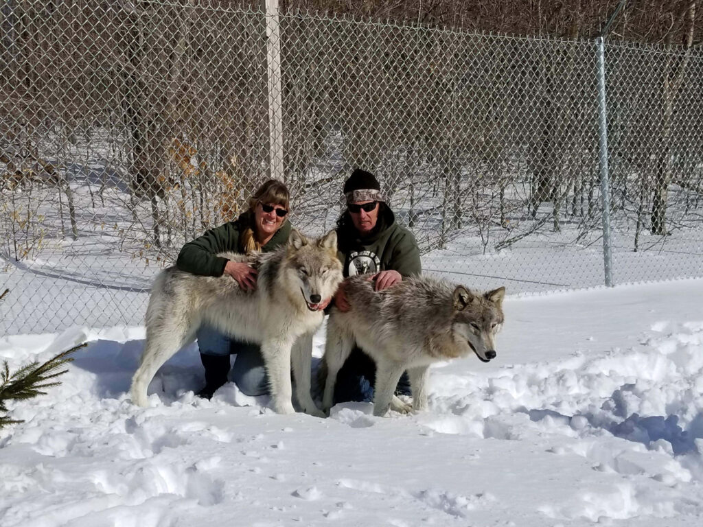 Majestic Wolves in Snowy Landscape with Fence & People - Winter Wallpaper