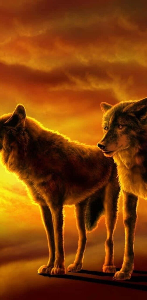 Majestic Wolves Against Stunning Sunset Wallpaper Background