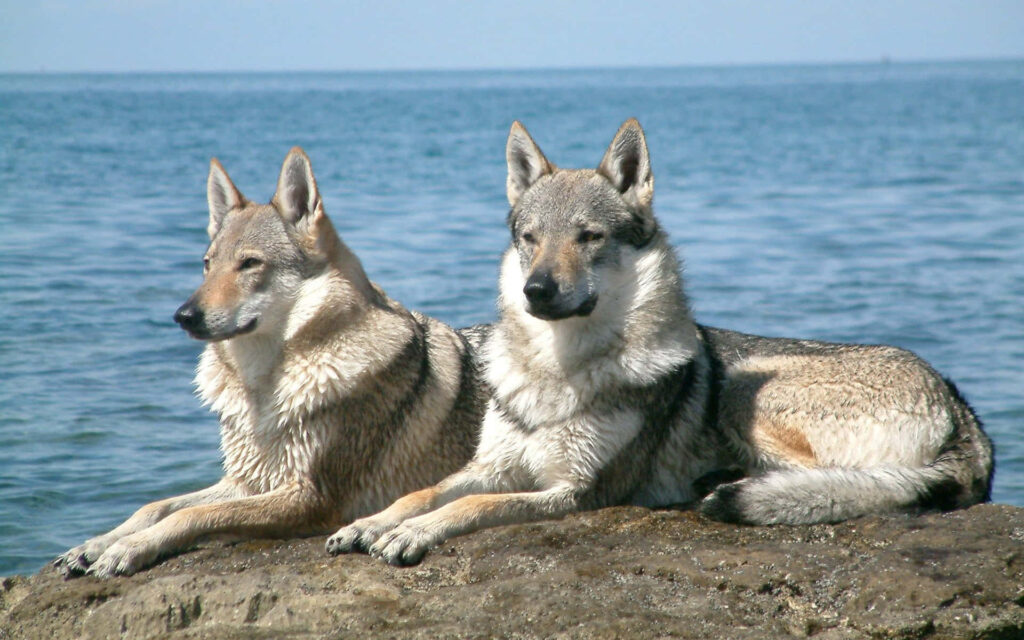 Majestic Wolves Resting on Rocky Shoreline: Tranquil Ocean Background Wallpaper