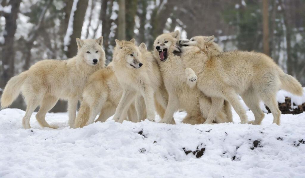 Pack of Wolves in Snowy Wilderness: Strength & Unity in Nature Wallpaper