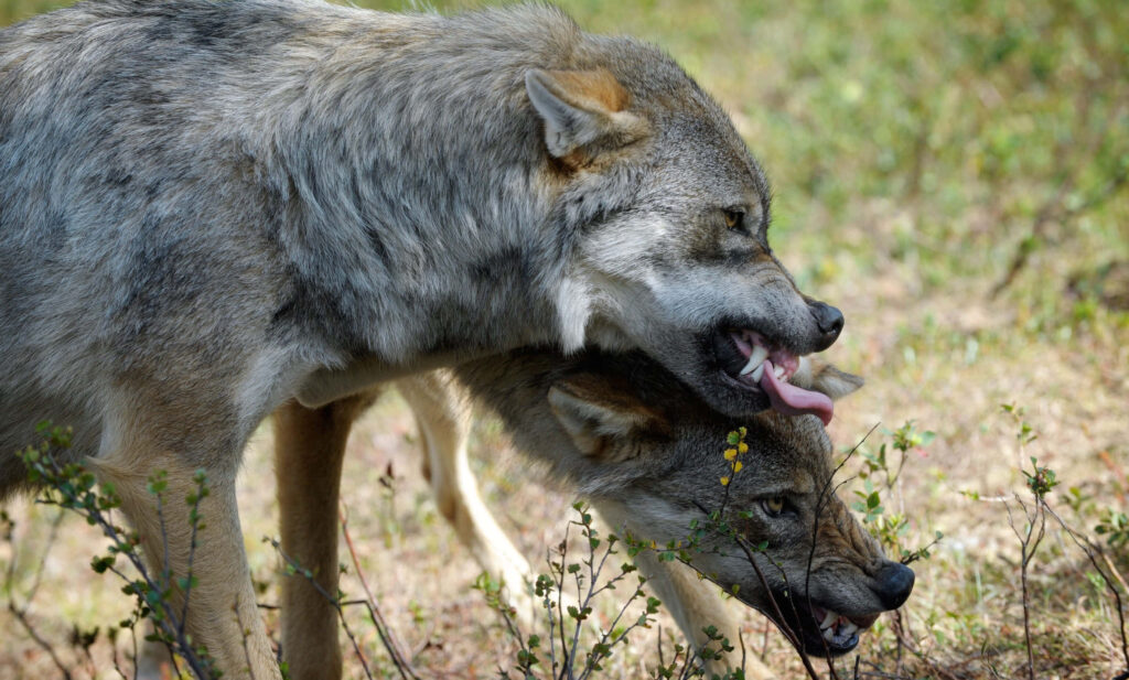 Fierce Wolves Interaction Wallpaper: Majestic Wild Beauty Background