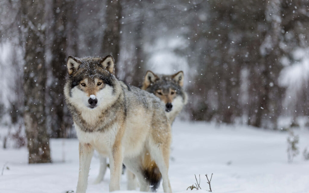 Majestic Wolves in Snowy Forest - Serene Wilderness Wallpaper