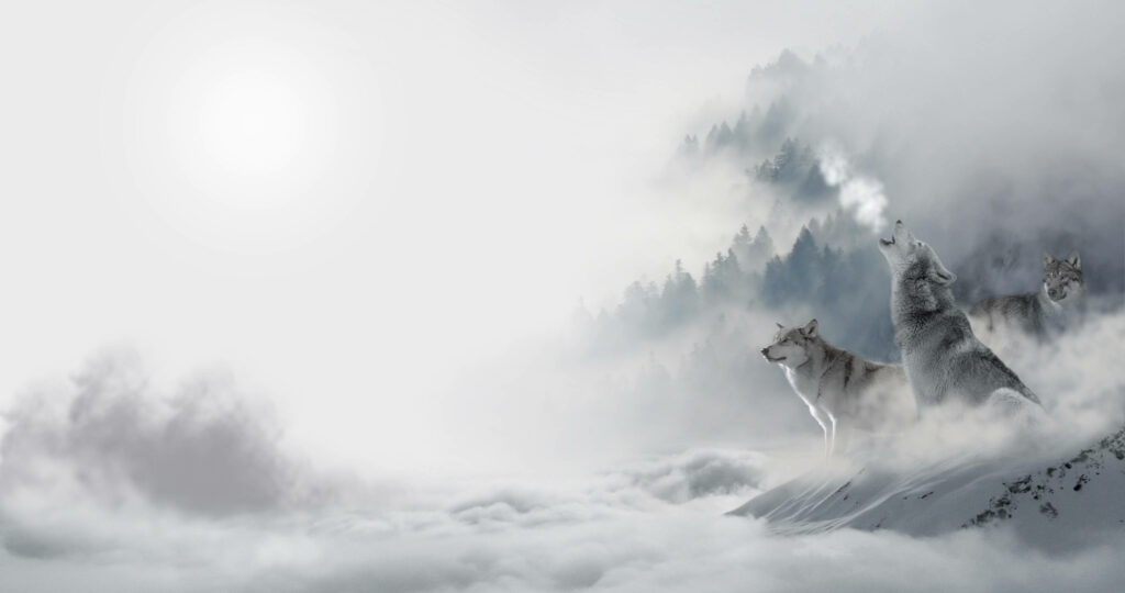 Majestic Wolves in Misty Mountains - 4K Ultra HD Wallpaper