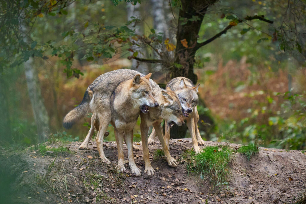 Three Majestic Wolves in a Serene Forest Wilderness Wallpaper