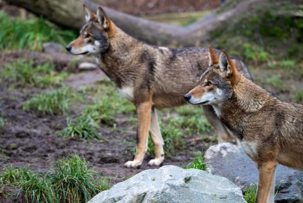 Majestic Wolves in Lush Wilderness - Captivating Nature Wallpaper