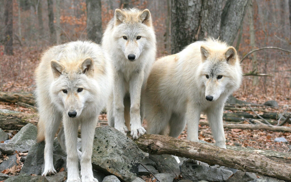 Majestic Wolves in Tranquil Autumn Forest – Serene Wallpaper