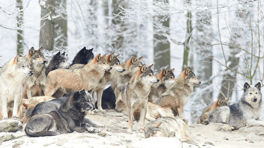 Majestic Wolves in Serene Winter Forest - Stunning Wallpaper