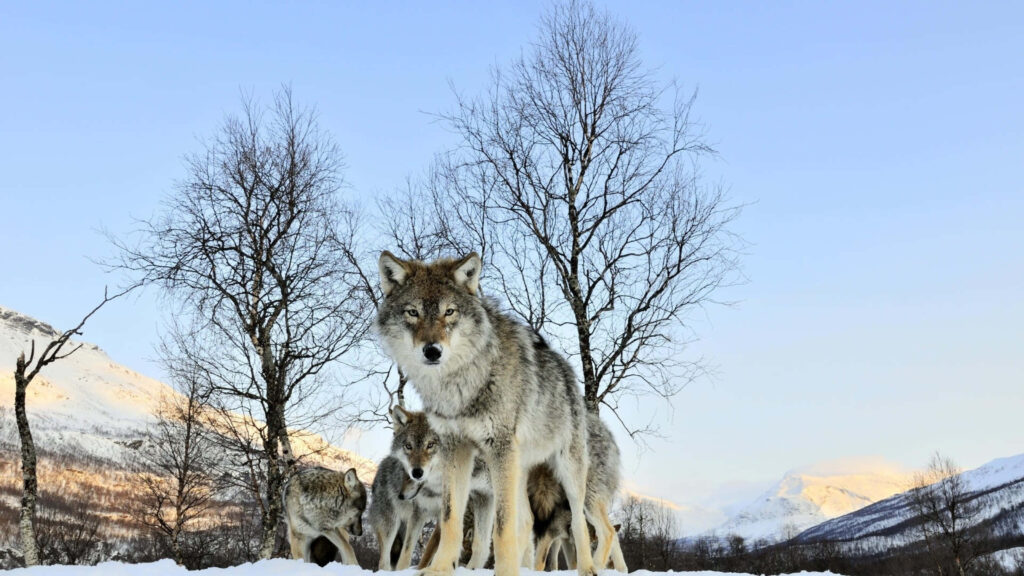 Majestic Wolves in Serene Winter Landscape Wallpaper
