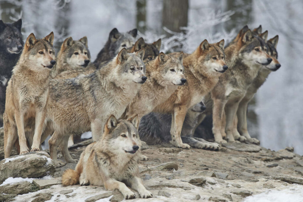 Majestic Wolves in Serene Snowy Forest Wallpaper Background