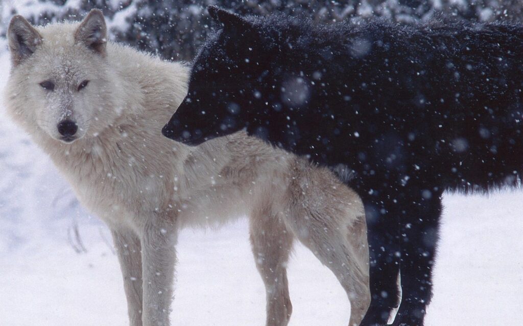 Majestic Wolves Wallpaper: Snowy Landscape 1920x1200 Background