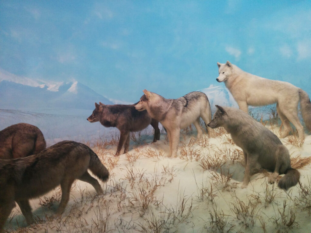 Wolves in Snowy Landscape - Majestic Desktop Wallpaper