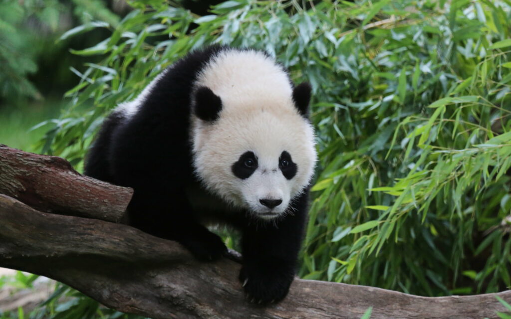 Majestic Panda in the Wild: Captivating China's Lush Forests Wallpaper