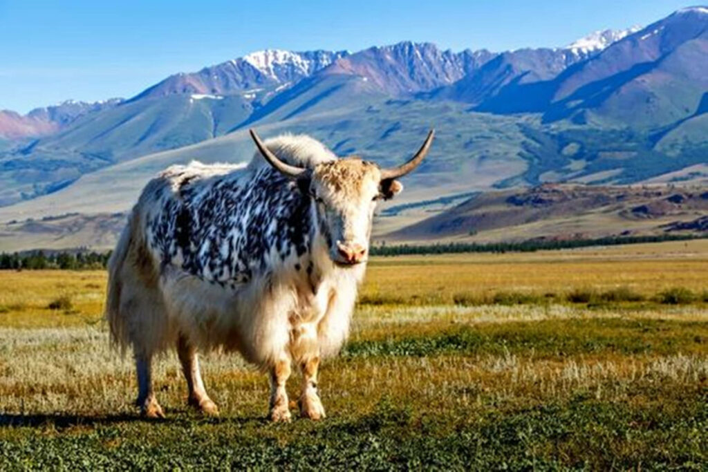 Majestic Yak on Lush Field with Mountain Backdrop: Nature's Serenity Wallpaper