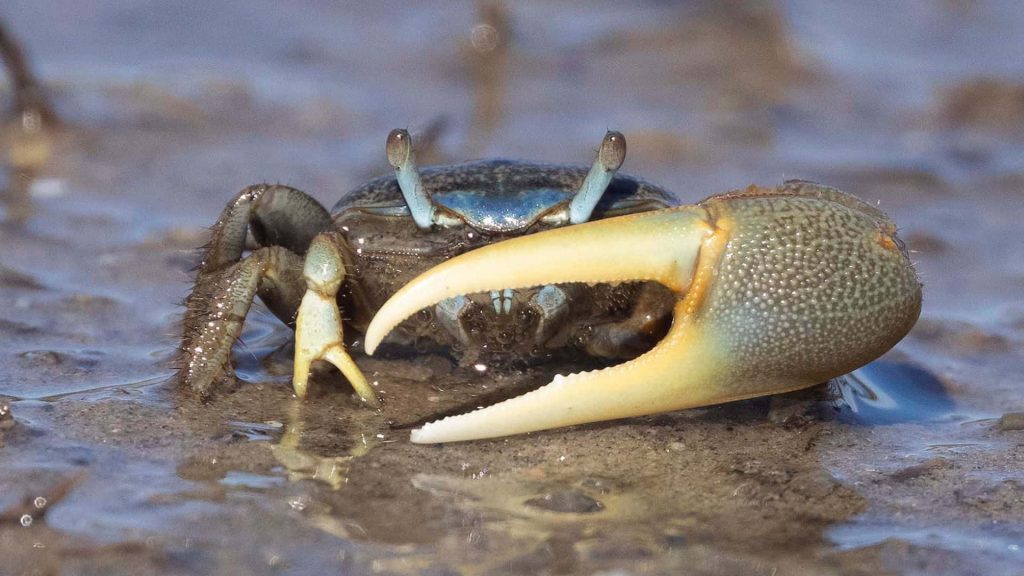 Close-up of male fiddler crab with dark blue body and large creamy yellow claw on muddy beach Wallpaper