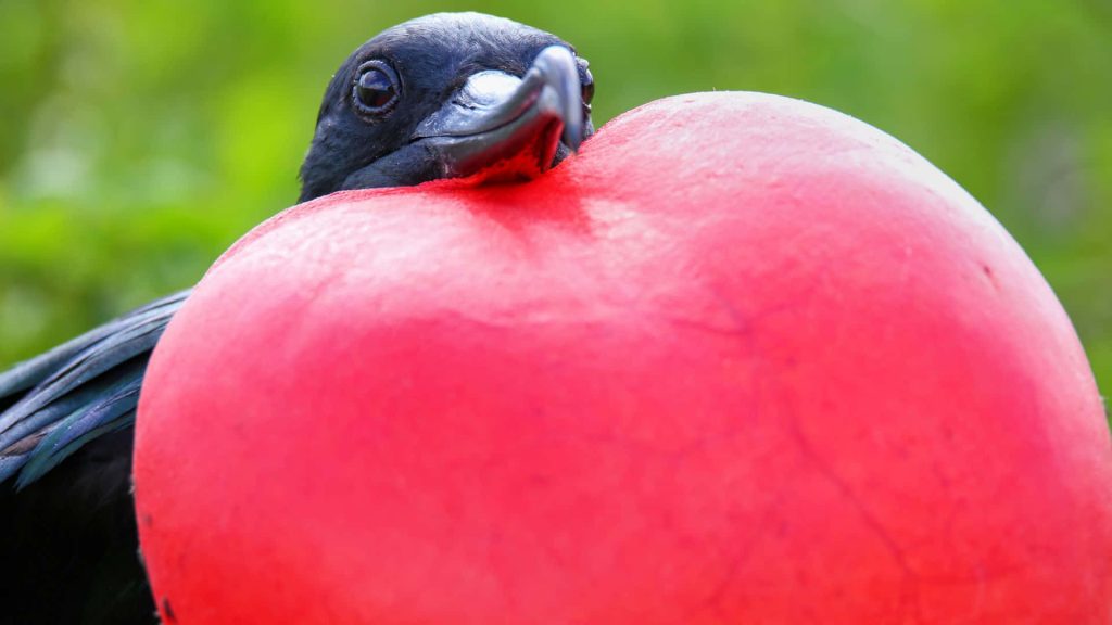 Close-up of male Frigatebird with inflated red gular sac against blurred green background wallpaper
