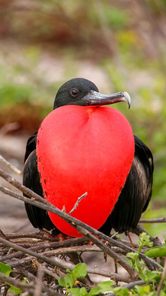 Male frigatebird with glossy black feathers and bright red inflated throat pouch perched on twig nest Wallpaper