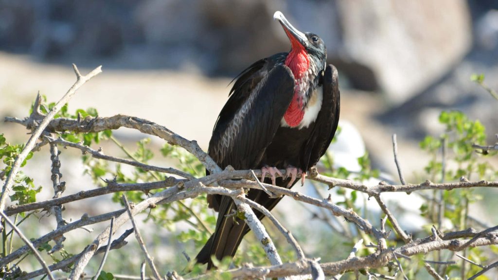 Male Magnificent Frigatebird with inflated red gular sac perched on bare branches wildlife wallpaper