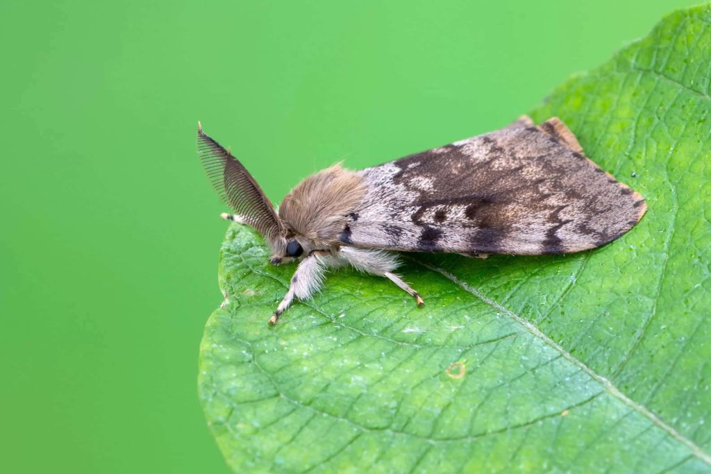 Close-up of male Spongy Moth on green leaf showcasing feathery antennae and textured wings Wallpaper