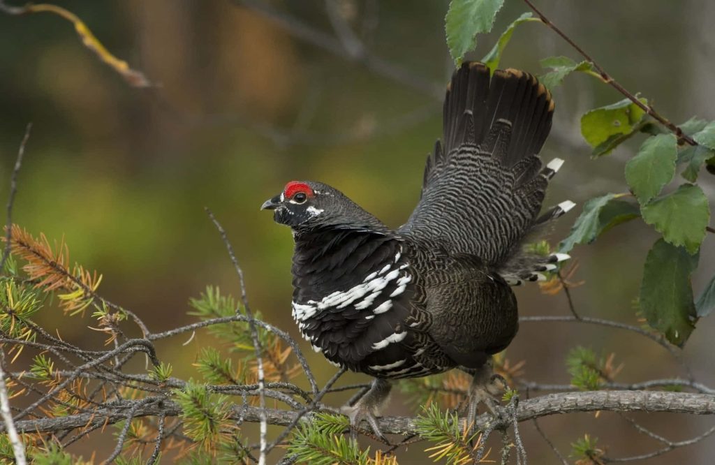Male Spruce Grouse with red eye comb perched on pine branch detailed forest background Wallpaper