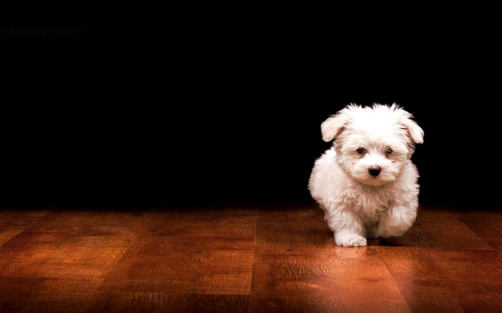 Energetic Maltese Puppy Sprinting Across Glistening Floor in Minimalistic Setting - Puppy Desktop Wallpaper