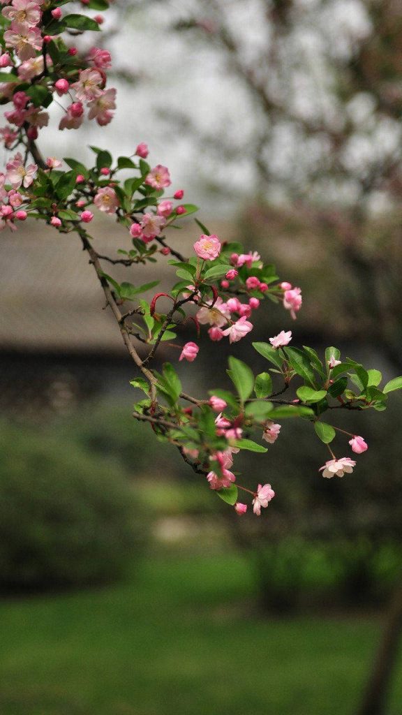 Malus halliana phone wallpaper with pink blossoms soft natural light and blurred garden background