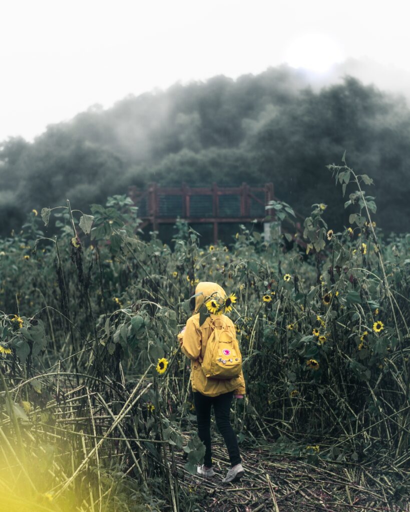 Man with yellow backpack walking through tall flower field misty clouds green hills serene nature Wallpaper