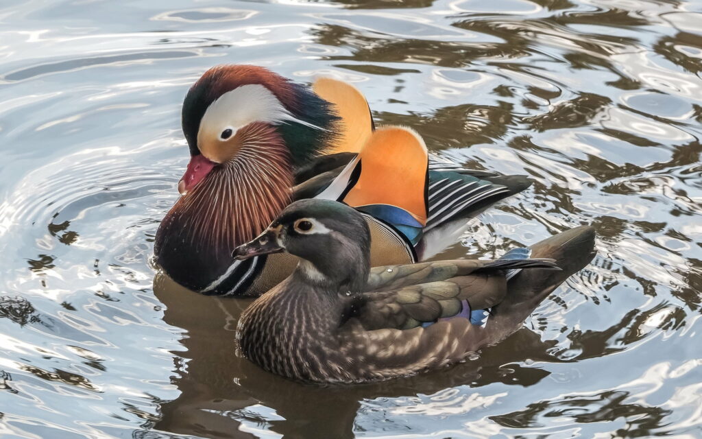 Graceful Mandarin Duck Pair: Vibrant Water Birds in a Captivating HD Wallpaper