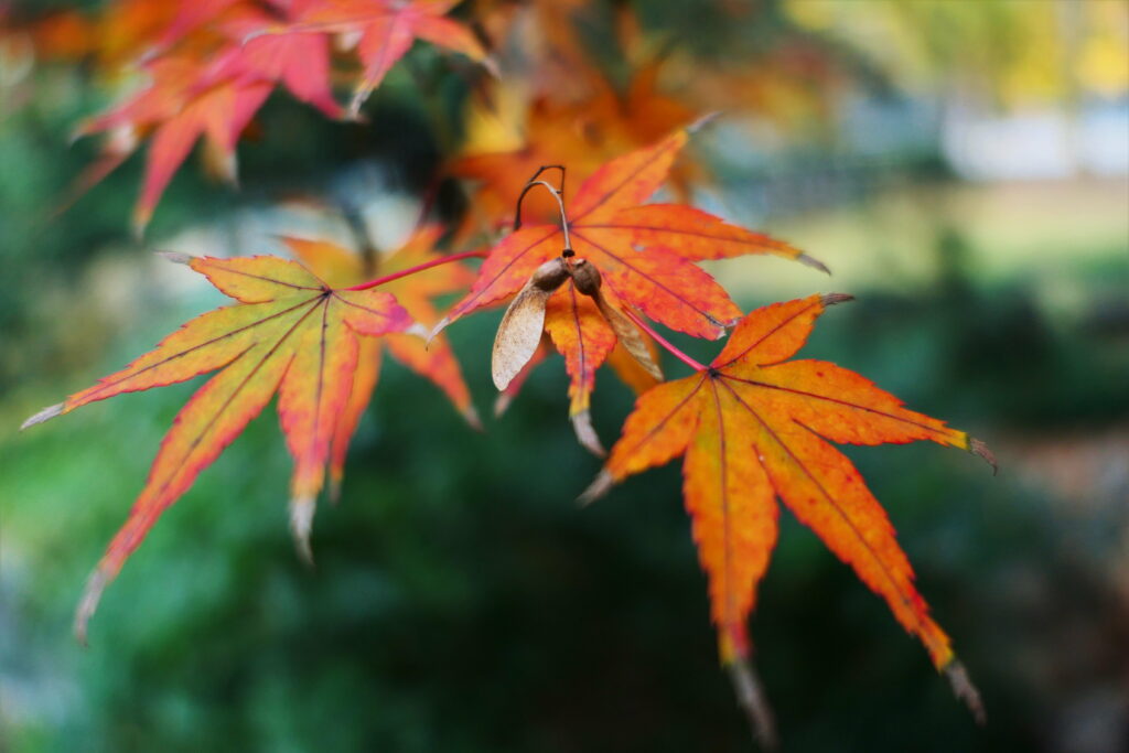 Golden Snitch of Autumn: Capturing the Majestic Maple Leaf in 4K Wallpaper Background