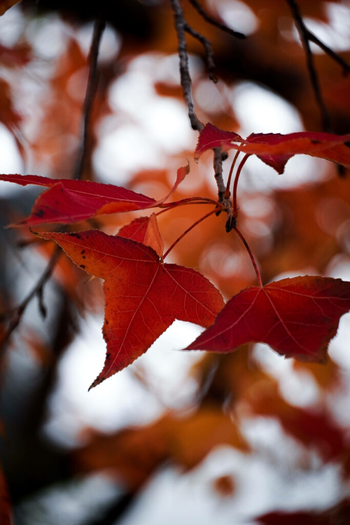Nature's Fiery Tapestry: A Captivating Autumn Phone Background Wallpaper