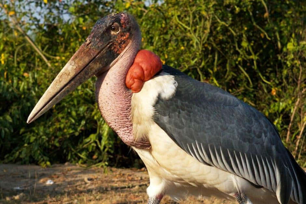 Stunning Marabou Stork Wallpaper with Lush Greenery Background