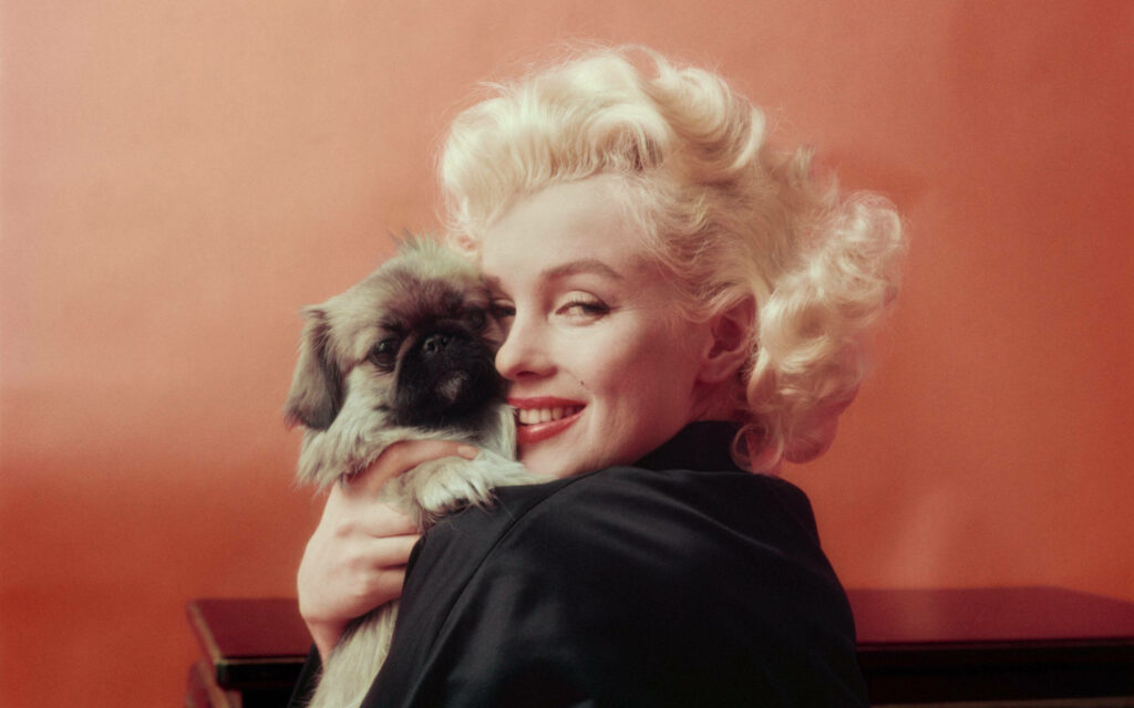 Marilyn Monroe smiling warmly holding a small dog soft orange background classic wallpaper