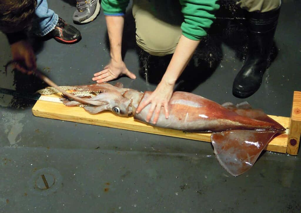 Marine researcher measuring squid on ship deck with industrial flooring and bright overhead light Wallpaper