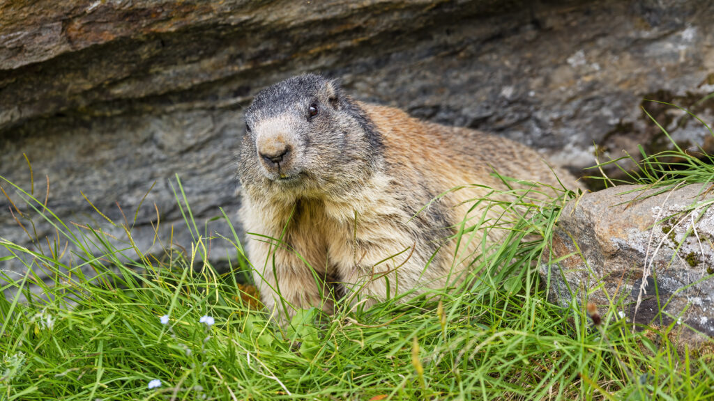 High-Res Marmot Wallpaper in Lush Green Grass & Rocky Backdrop