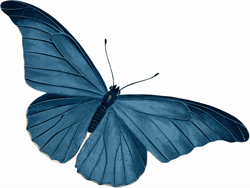 Simplistic Portrait Wallpaper: Massive Blue Butterfly Exhibiting Forewings on a White Background