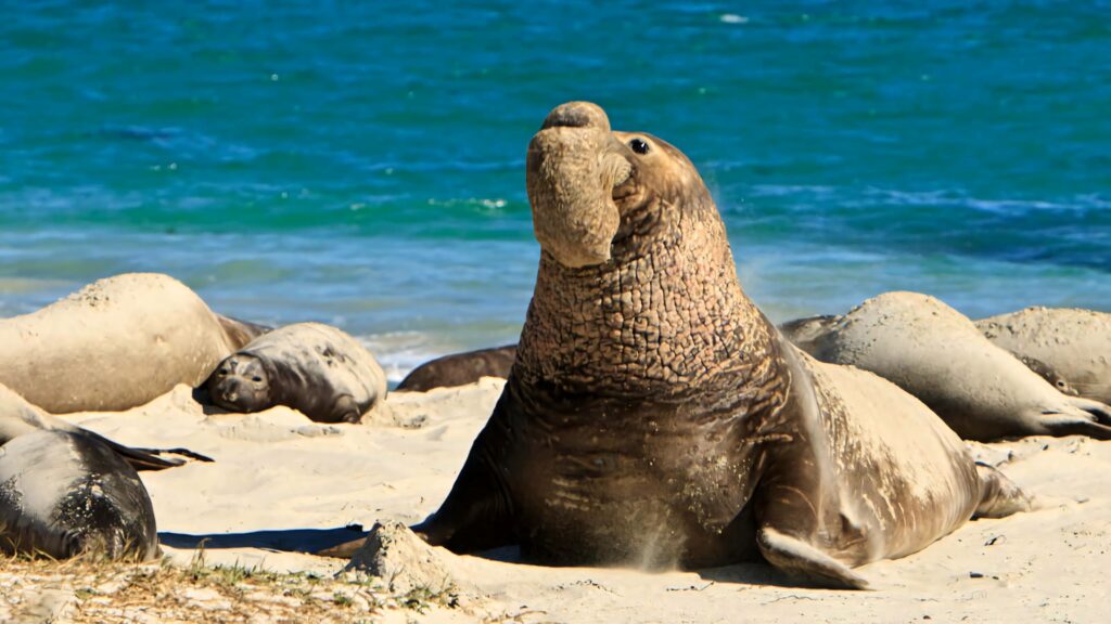 Massive elephant seal with wrinkled skin on sandy beach and ocean backdrop coastal wildlife Wallpaper
