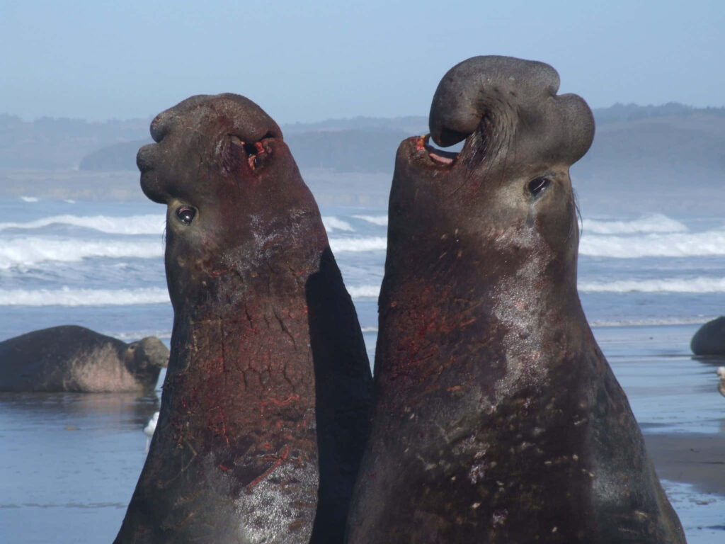 Two massive elephant seals face off on a windswept beach with waves and misty backdrop Wallpaper