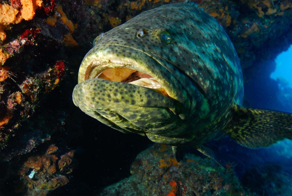 Close-up of massive Goliath Grouper with green scales near dark reef and vibrant orange sponges Wallpaper