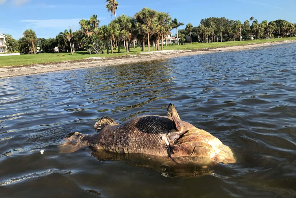Massive Goliath Grouper washed ashore in shallow water with palm trees and clear blue sky Wallpaper