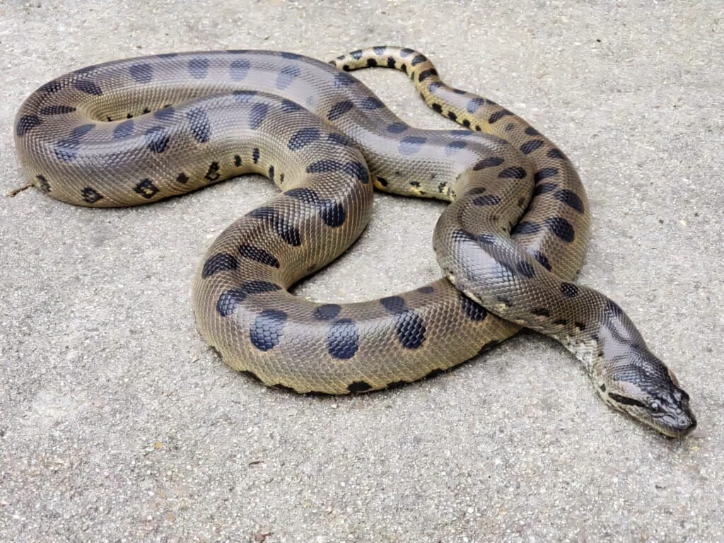 Large patterned anaconda resting on rough concrete surface showcasing impressive size wallpaper