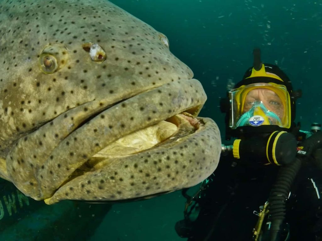 Close-up of giant spotted Potato Cod grouper face-to-face with scuba diver underwater blue background Wallpaper