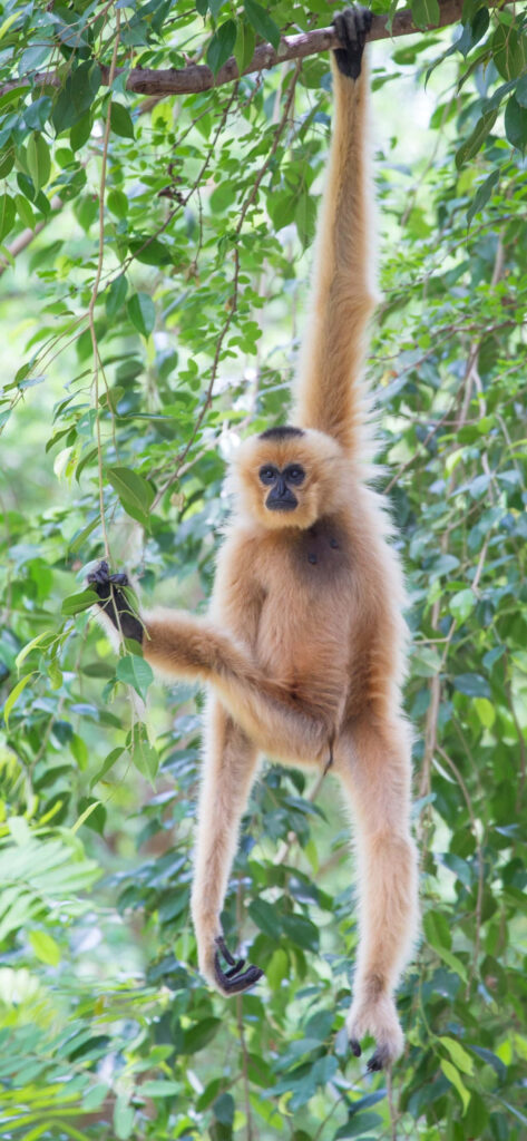 Gibbon's Playful Animal Background Wallpaper