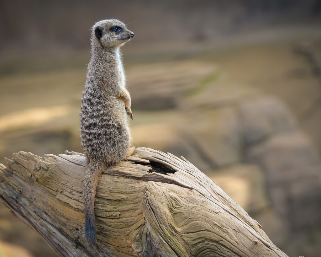 Vigilant Meerkat on Weathered Log Amidst Blurred Nature Background Wallpaper