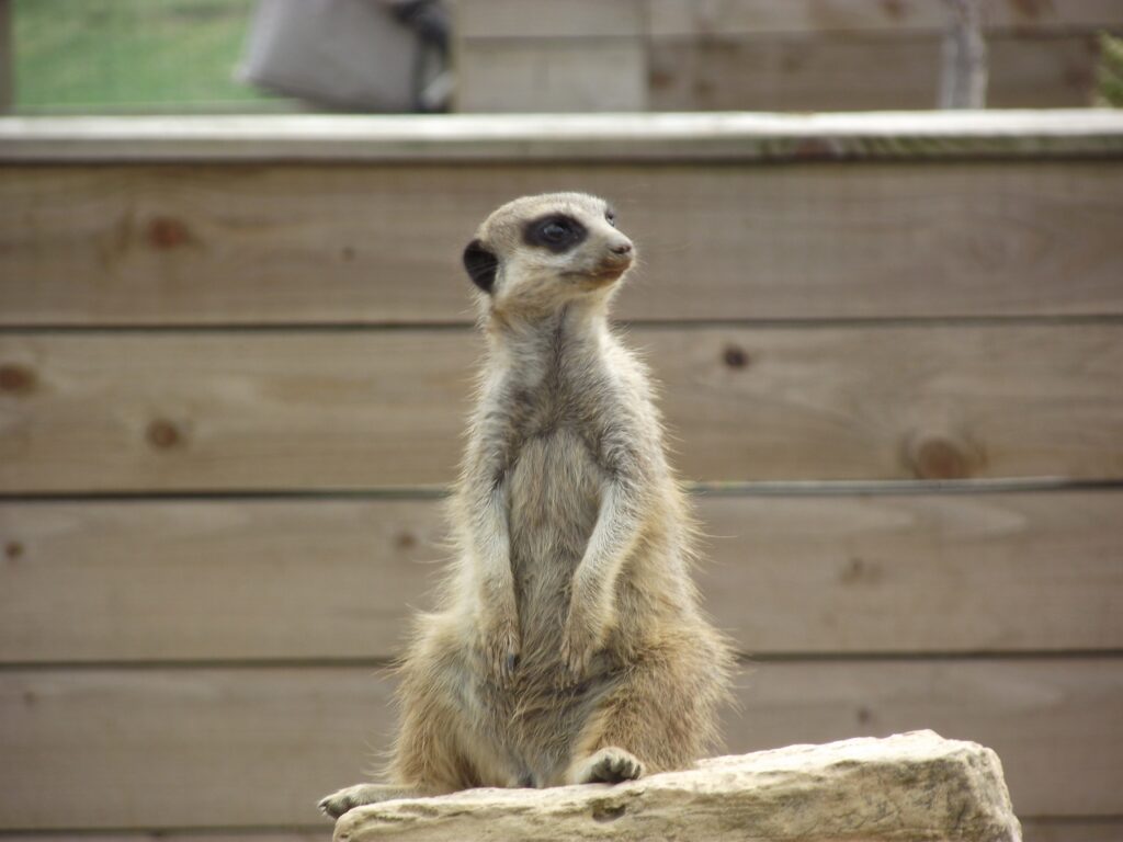 Curious Meerkat Sitting on Stone with Rustic Wooden Fence Background Wallpaper