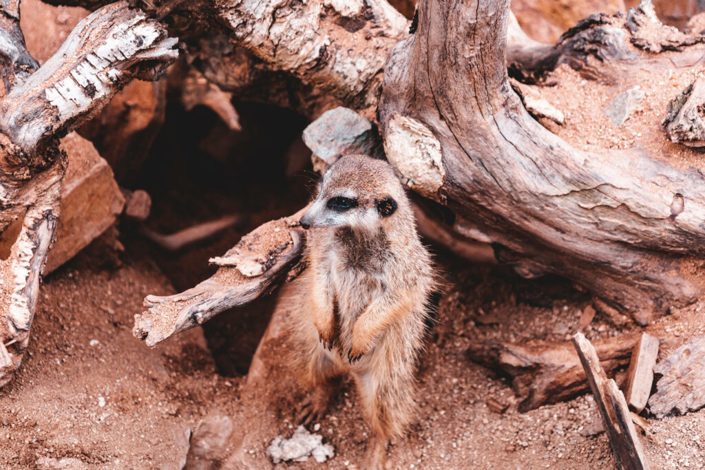 Meerkat in Rugged Terrain: Alert Wallpaper with Earthy Textures