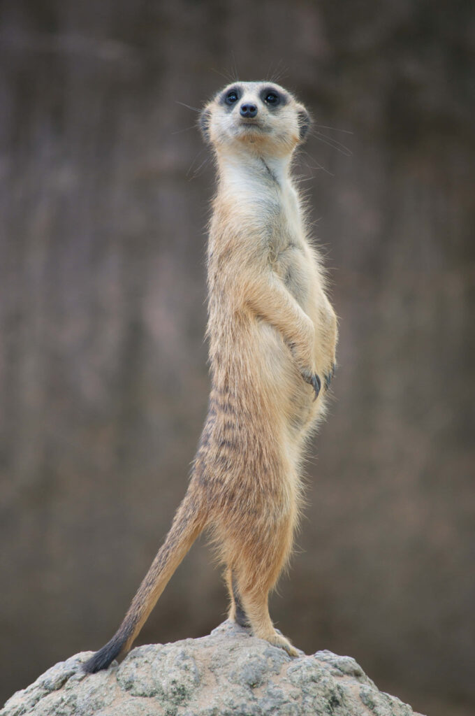 Curious Meerkat Standing Upright on Rock - Stunning Wallpaper