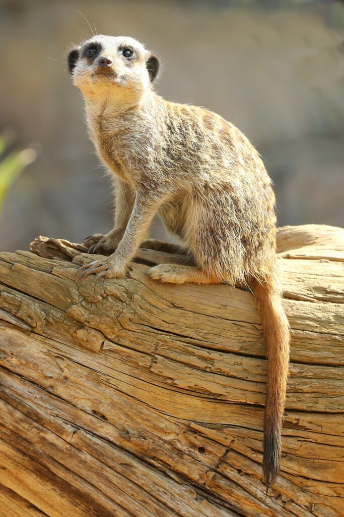 Meerkat on Log: Alert in Nature's Soft Background Wallpaper