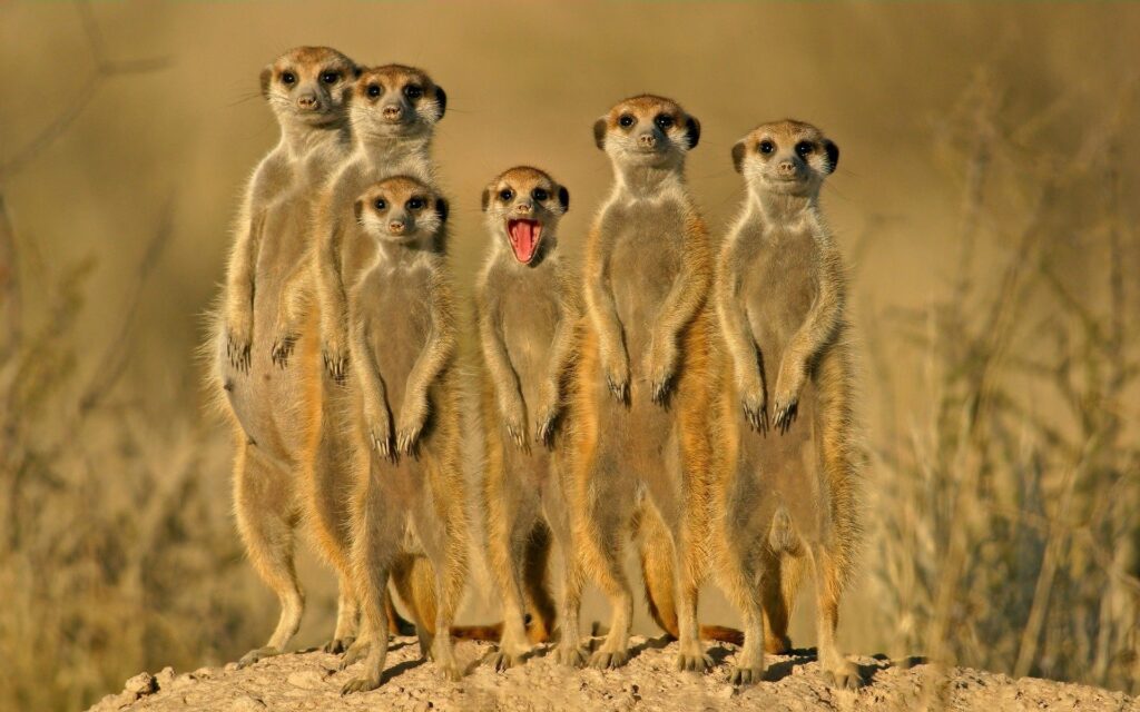 Group of Alert Meerkats on Sandy Terrain - Lively Background Wallpaper