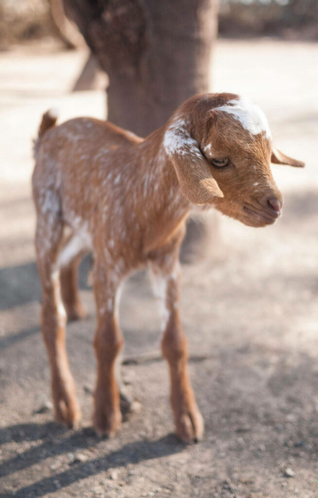 Melancholic Brown Baby Goat Wallpaper: Sunlit Path Serenity