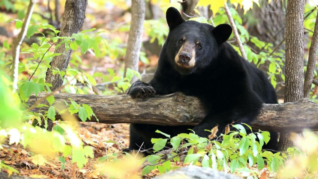 Melancholy Mystique: A Captivating Forest Portrait of a Slouching Black Bear Wallpaper