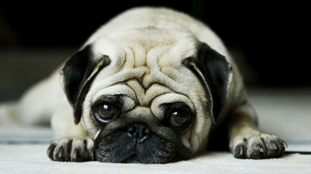 Melancholy Baby Pug Close-Up Wallpaper for Animal Lovers